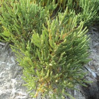 Salicornia brachiata Roxb.